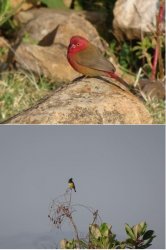 Ramble7 snip4.JPG Ramble7 snip4.JPG