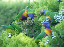 F1D35CF4-6591-48CF-AB6D-5C9151C590A3.jpeg F1D35CF4-6591-48CF-AB6D-5C9151C590A3.jpeg