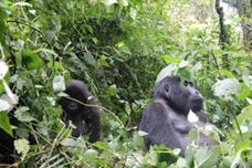 gorillas.jpg gorillas.jpg