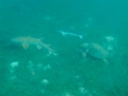 E9DC2705-D935-441D-AC8A-FE449C969734.jpeg E9DC2705-D935-441D-AC8A-FE449C969734.jpeg