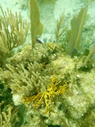 99A55B2B-FE69-46B5-8388-BF08431B65E4.jpeg 99A55B2B-FE69-46B5-8388-BF08431B65E4.jpeg