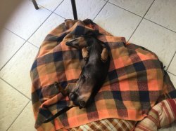 5081A07F-8AF6-4BE2-9CC6-5C7F9DCE4FB1.jpeg 5081A07F-8AF6-4BE2-9CC6-5C7F9DCE4FB1.jpeg