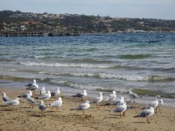 43262C7F-FC9B-43A5-9860-EF28FF5A3330.jpeg 43262C7F-FC9B-43A5-9860-EF28FF5A3330.jpeg