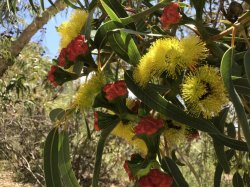 AF0590F4-93FC-4D9D-ACCD-A542B348AE05.jpeg AF0590F4-93FC-4D9D-ACCD-A542B348AE05.jpeg