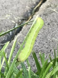 F1F1CF28-448A-4228-ABE7-7D7B87987F78.jpeg F1F1CF28-448A-4228-ABE7-7D7B87987F78.jpeg