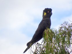 coughatoo-1.jpg coughatoo-1.jpg