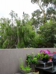 coughatoo-2.jpg coughatoo-2.jpg