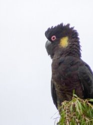 coughatoo-3.jpg coughatoo-3.jpg