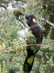 coughatoo 4-1.jpg coughatoo 4-1.jpg