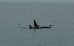 2-P1030058 orcas.JPG 2-P1030058 orcas.JPG