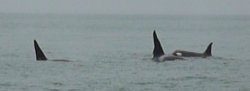 P1030053 Killer whales at play.JPG P1030053 Killer whales at play.JPG