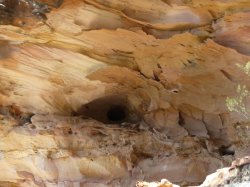 4-Coona 2011 024.jpg