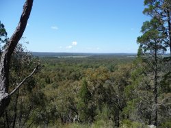 5-Coona 2011 026.jpg