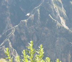 Condor 558.JPG Condor 558.JPG