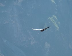 Condor 560.JPG Condor 560.JPG