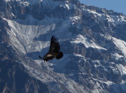 Condor 704.JPG Condor 704.JPG