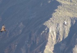 Condor 707.JPG Condor 707.JPG