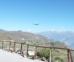 Condor 554.JPG Condor 554.JPG