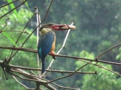 Kandy 2.JPG Kandy 2.JPG