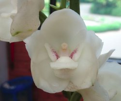 Kany 1.JPG Kany 1.JPG