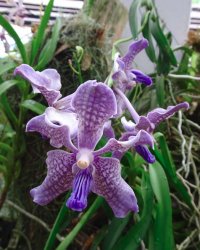 Kandy 3.JPG Kandy 3.JPG