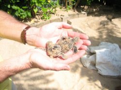 29619F43-809D-4D16-9F71-1DEBF778BA29.jpeg 29619F43-809D-4D16-9F71-1DEBF778BA29.jpeg