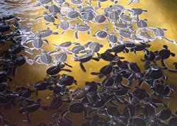 A903ACEE-1EAB-4B4E-8303-4B16D0D9AC9D.jpeg A903ACEE-1EAB-4B4E-8303-4B16D0D9AC9D.jpeg