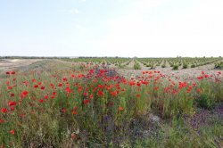 999E8E8A-DF08-4231-A972-F054BA7C87C4.jpeg 999E8E8A-DF08-4231-A972-F054BA7C87C4.jpeg