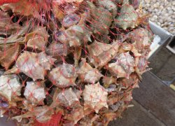 13B7014C-AB00-48CE-814C-6D3482D2A1A6.jpeg 13B7014C-AB00-48CE-814C-6D3482D2A1A6.jpeg