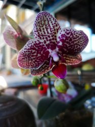 IMG_20180618_155142.jpg IMG_20180618_155142.jpg