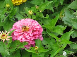 IMG_6667.JPG IMG_6667.JPG