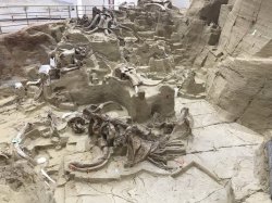 D5FA2011-2650-41F7-B6FF-CEABEF12576A.jpeg D5FA2011-2650-41F7-B6FF-CEABEF12576A.jpeg