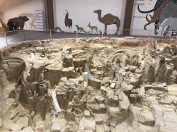 196F313D-CF37-40BB-9836-01D27025313F.jpeg 196F313D-CF37-40BB-9836-01D27025313F.jpeg