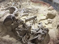 679ACC8E-6414-43D9-97CF-655324E75450.jpeg 679ACC8E-6414-43D9-97CF-655324E75450.jpeg