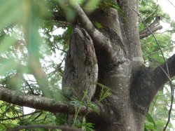 Owl family Feb10 009.jpg