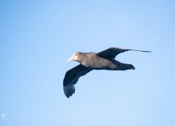 20190107- Ant-170-Edit.jpg 20190107- Ant-170-Edit.jpg