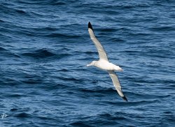 20190107- Ant-200-Edit.jpg 20190107- Ant-200-Edit.jpg