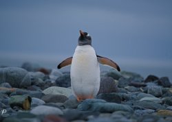 20190108- Ant-22-Edit.jpg 20190108- Ant-22-Edit.jpg