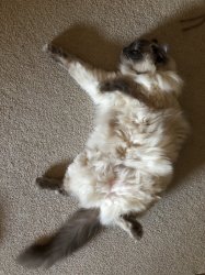 018B3509-C843-4B80-8579-1285FBE0CD4C.jpeg 018B3509-C843-4B80-8579-1285FBE0CD4C.jpeg