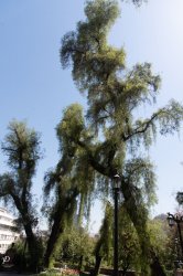 20190118- Ant-49.jpg 20190118- Ant-49.jpg