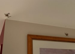 Spiders.JPG