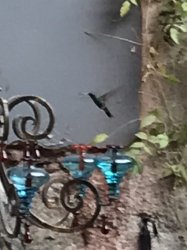 2E52F44E-0341-4FA1-B51C-89D79B03105F.jpeg 2E52F44E-0341-4FA1-B51C-89D79B03105F.jpeg