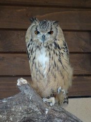 DSC08031.JPG DSC08031.JPG