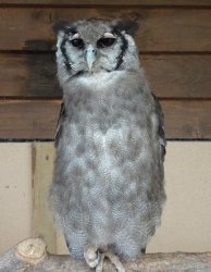 Penguin.JPG Penguin.JPG