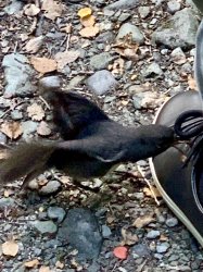 A9882713-F2E9-4BD8-8F94-3CA274C78297.jpeg A9882713-F2E9-4BD8-8F94-3CA274C78297.jpeg