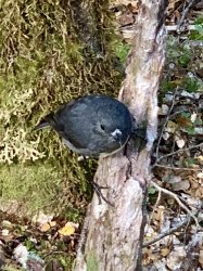 64E989DC-D390-4180-A69F-0F4472FEDC33.jpeg 64E989DC-D390-4180-A69F-0F4472FEDC33.jpeg