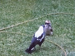 IMG20190317193429.jpg IMG20190317193429.jpg