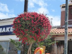 P1200250.JPG P1200250.JPG