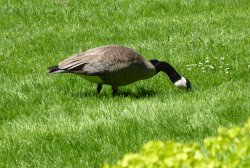 1E726115-1FAA-41F3-8E86-D55EF616CF37.jpeg 1E726115-1FAA-41F3-8E86-D55EF616CF37.jpeg