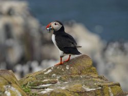 puffin 5.jpg puffin 5.jpg